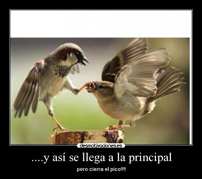 ....y así se llega a la principal -