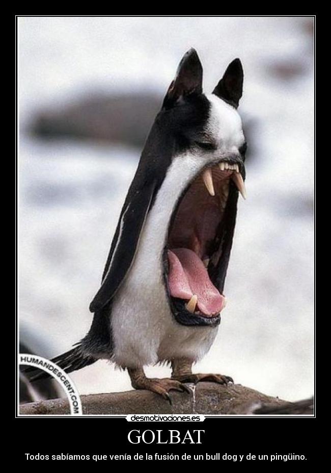 GOLBAT - Todos sabíamos que venía de la fusión de un bull dog y de un pingüino.