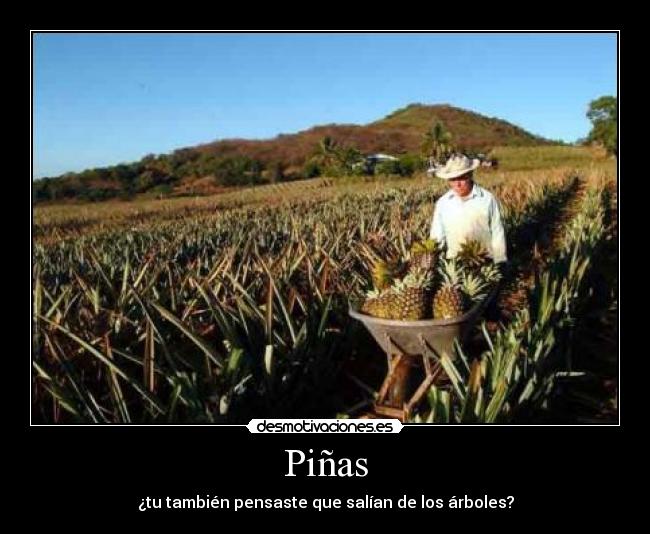 Piñas - ¿tu también pensaste que salían de los árboles?