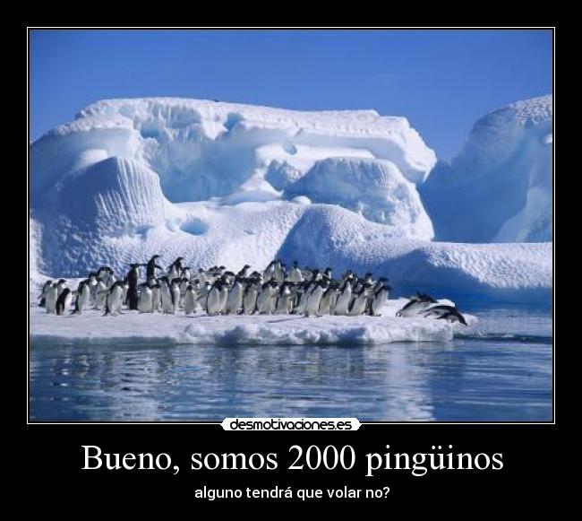 Bueno, somos 2000 pingüinos - alguno tendrá que volar no?
