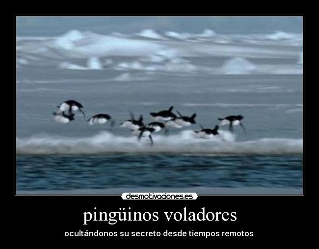 pingüinos voladores -