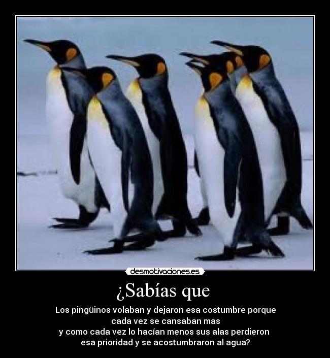 ¿Sabías que  - Los pingüinos volaban y dejaron esa costumbre porque
cada vez se cansaban mas
y como cada vez lo hacían menos sus alas perdieron 
esa prioridad y se acostumbraron al agua?