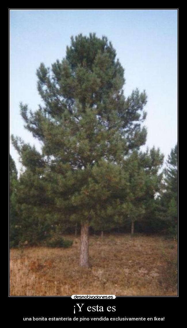 ¡Y esta es - una bonita estantería de pino vendida exclusivamente en Ikea!