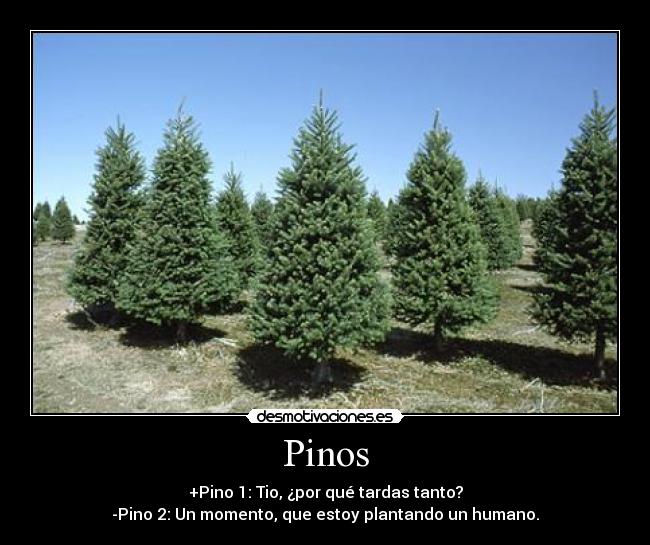 Pinos - +Pino 1: Tio, ¿por qué tardas tanto?
-Pino 2: Un momento, que estoy plantando un humano.