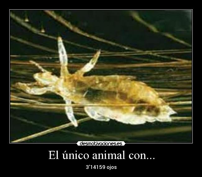 El único animal con... - 