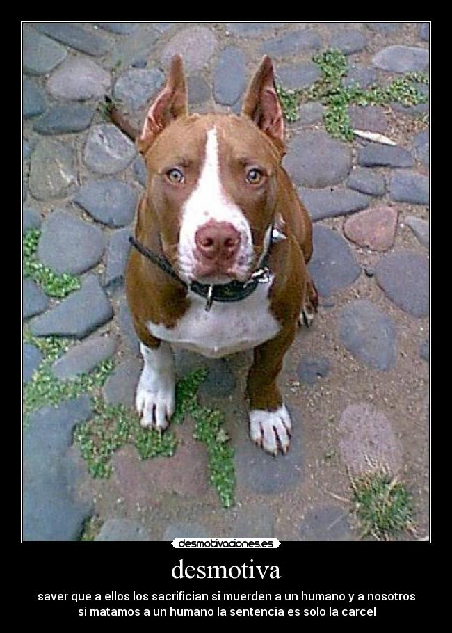desmotiva - saver que a ellos los sacrifician si muerden a un humano y a nosotros
si matamos a un humano la sentencia es solo la carcel