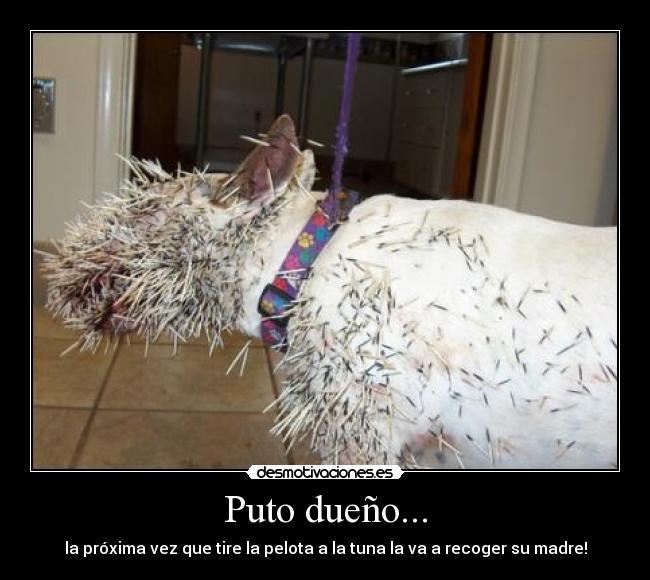 Puto dueño... - 