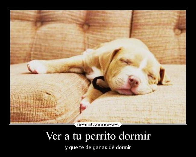 carteles dormir pitbull perrito dormir neko was here desmotivaciones