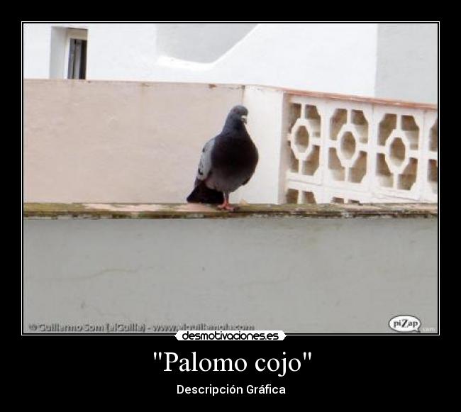 Palomo cojo - Descripción Gráfica