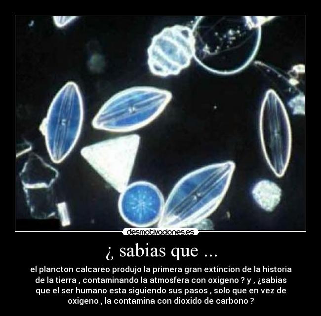 ¿ sabias que ... - el plancton calcareo produjo la primera gran extincion de la historia
de la tierra , contaminando la atmosfera con oxigeno ? y , ¿sabias
que el ser humano esta siguiendo sus pasos , solo que en vez de
oxigeno , la contamina con dioxido de carbono ?