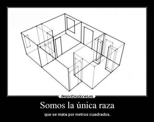 Somos la única raza - que se mata por metros cuadrados.
