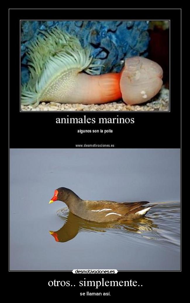 otros.. simplemente.. -