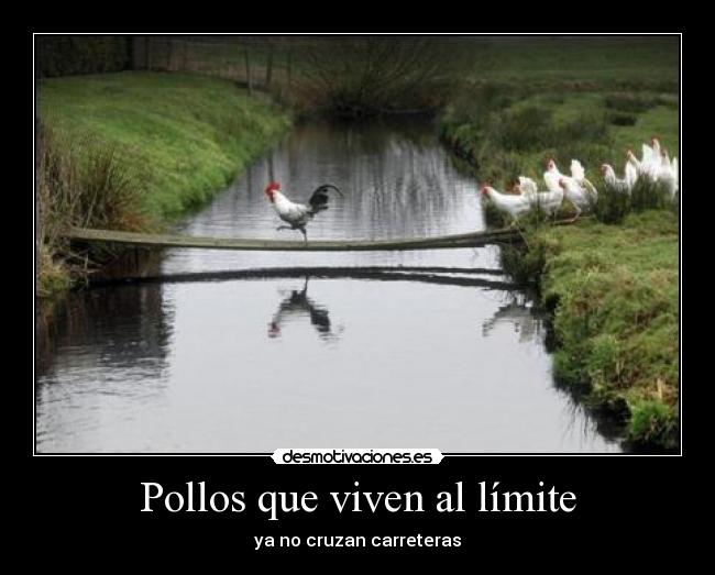 Pollos que viven al límite - ya no cruzan carreteras