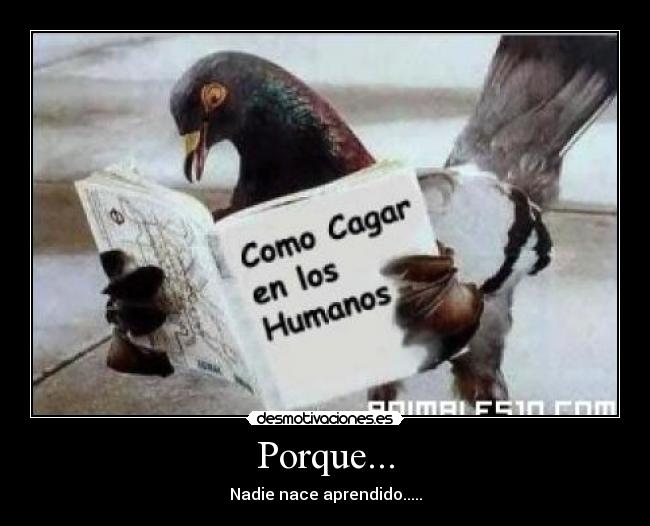 Porque... - 