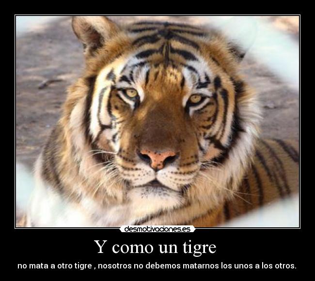 Y como un tigre  - 