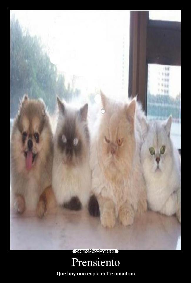 Prensiento - Que hay una espia entre nosotros