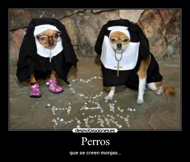 Perros - que se creen monjas...