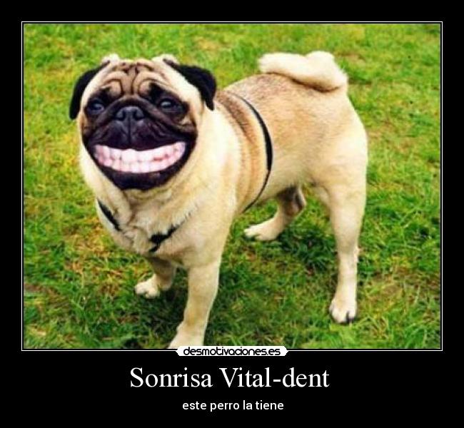 Sonrisa Vital-dent - este perro la tiene