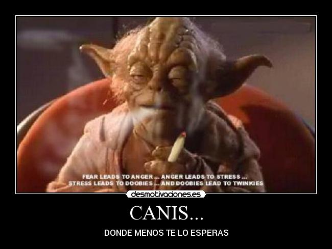 CANIS... - DONDE MENOS TE LO ESPERAS