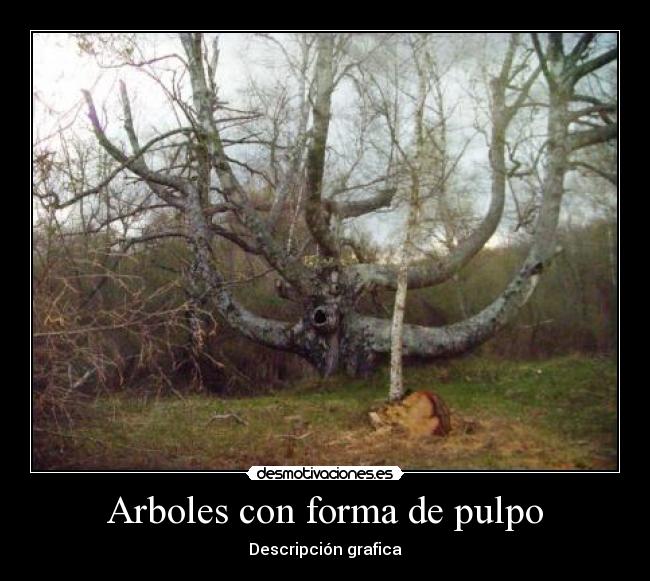 Arboles con forma de pulpo - 