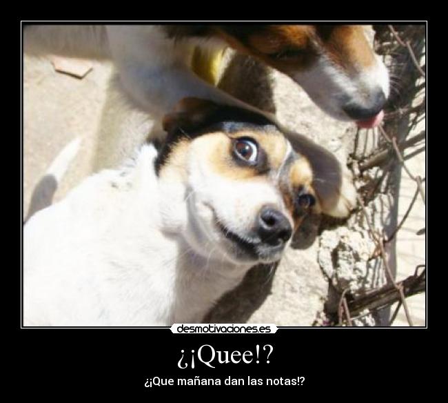 ¿¡Quee!? - ¿¡Que mañana dan las notas!?