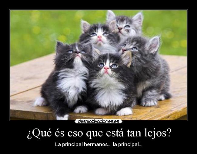 ¿Qué és eso que está tan lejos? - La principal hermanos... la principal...