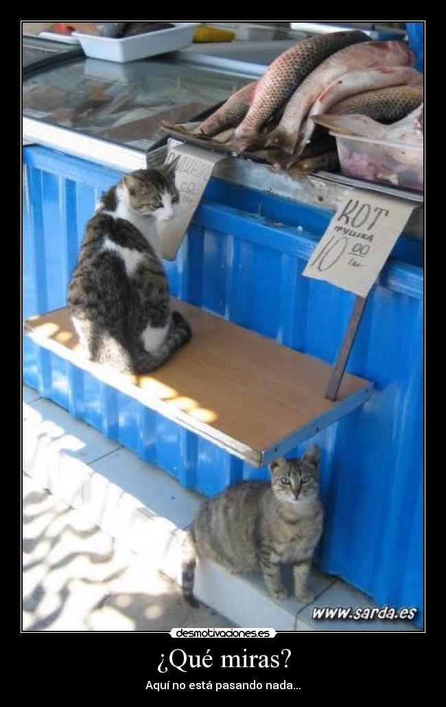 ¿Qué miras? - Aquí no está pasando nada...