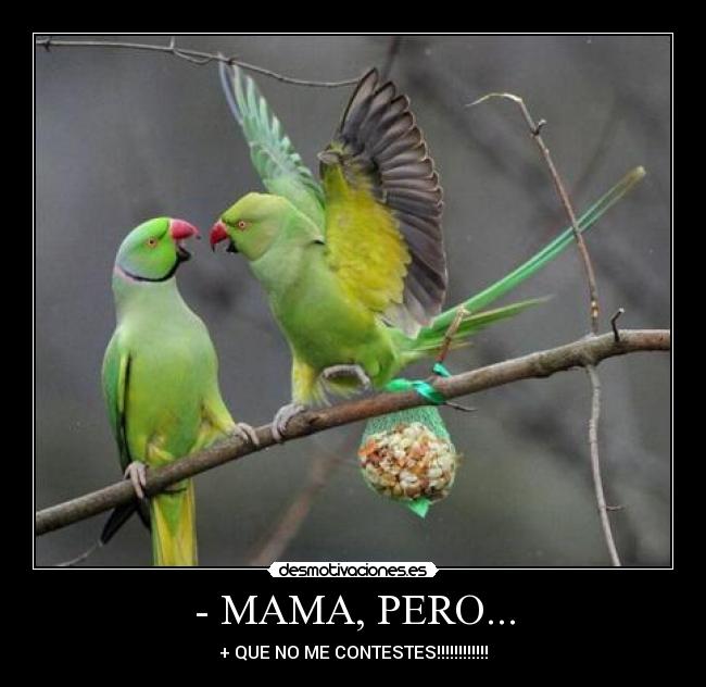 - MAMA, PERO... - + QUE NO ME CONTESTES!!!!!!!!!!!!