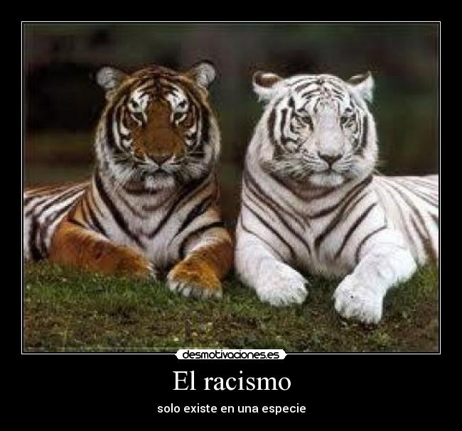 carteles racismo solo existe una especie desmotivaciones