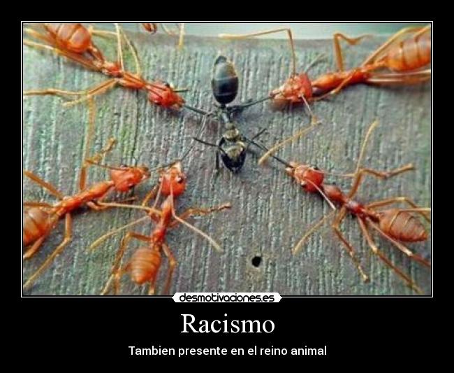 Racismo - Tambien presente en el reino animal
