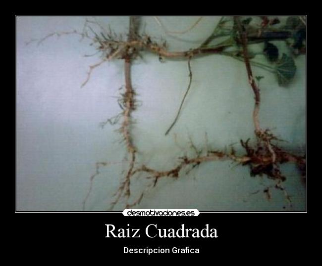 Raiz Cuadrada -
