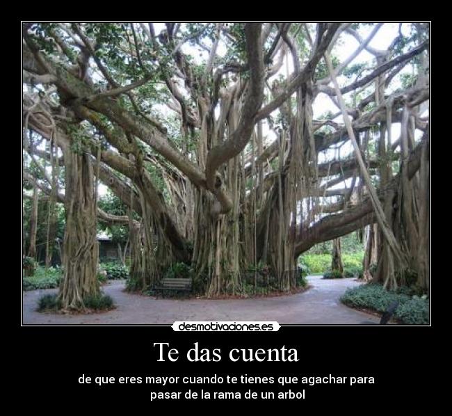 Te das cuenta - de que eres mayor cuando te tienes que agachar para
 pasar de la rama de un arbol