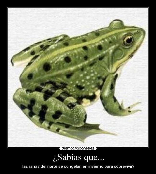 ¿Sabías que... - las ranas del norte se congelan en invierno para sobrevivir?