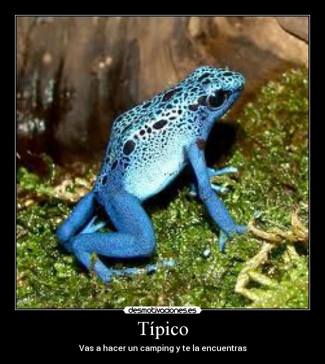 Típico - Vas a hacer un camping y te la encuentras