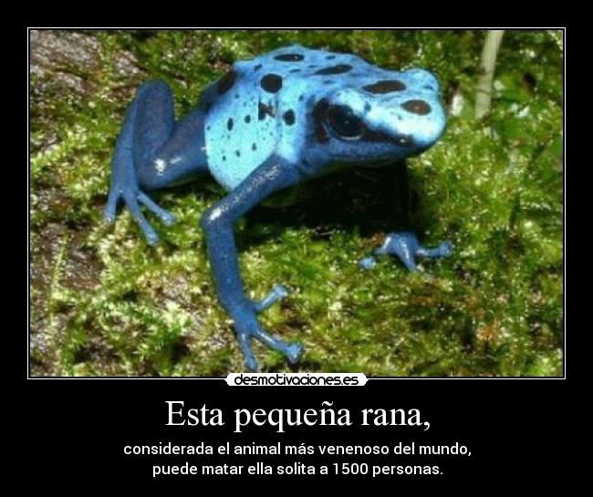 Esta pequeña rana, - considerada el animal más venenoso del mundo,
puede matar ella solita a 1500 personas.