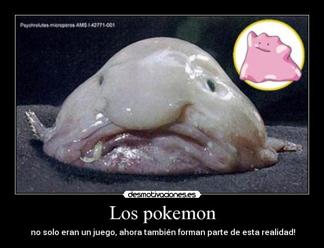 Los pokemon - no solo eran un juego, ahora también forman parte de esta realidad!