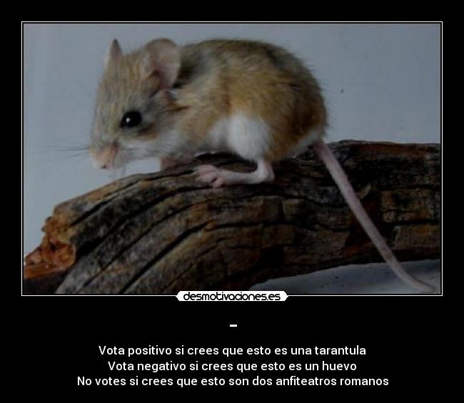 - - Vota positivo si crees que esto es una tarantula
Vota negativo si crees que esto es un huevo
No votes si crees que esto son dos anfiteatros romanos