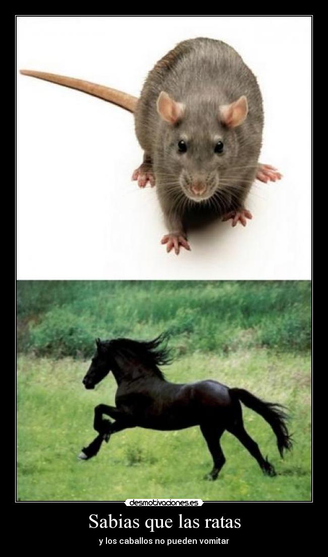 Sabias que las ratas - y los caballos no pueden vomitar