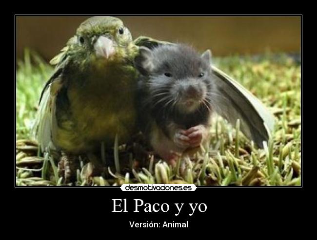 El Paco y yo - Versión: Animal