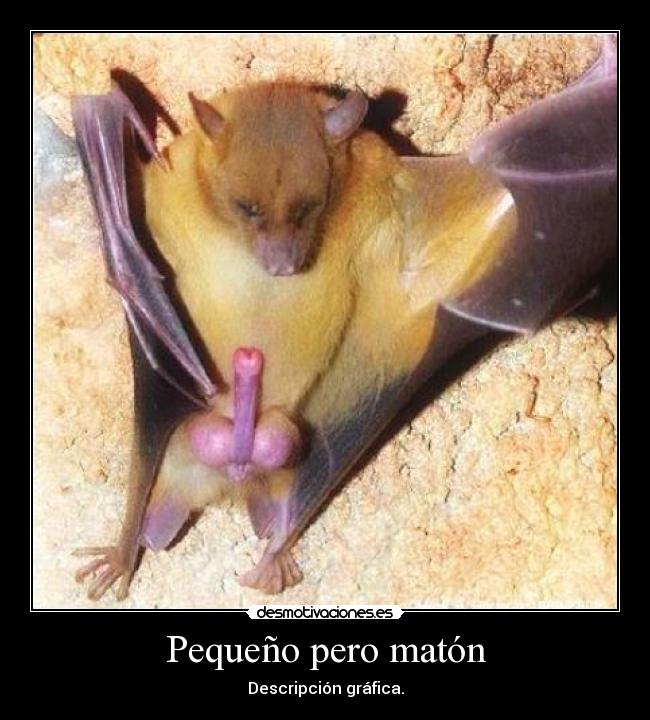 Pequeño pero matón - Descripción gráfica.