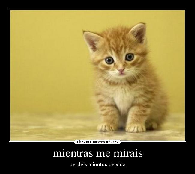 mientras me mirais - 