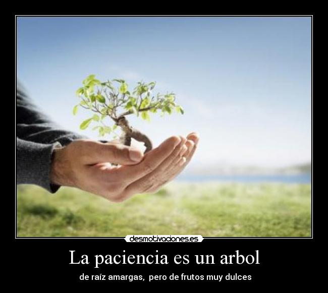 La paciencia es un arbol - 