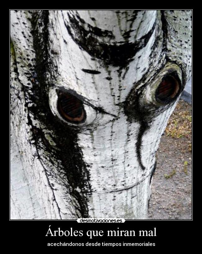 Árboles que miran mal - acechándonos desde tiempos inmemoriales