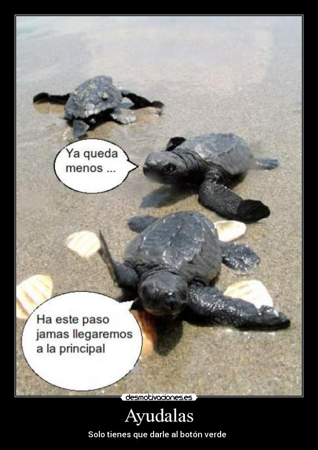 carteles tortugas desmotivaciones