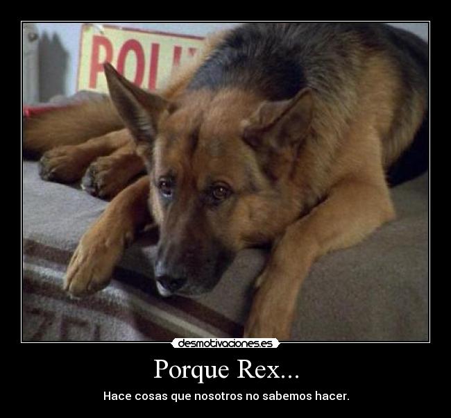 Porque Rex... - Hace cosas que nosotros no sabemos hacer.