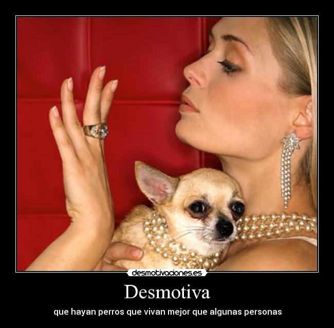 Desmotiva - que hayan perros que vivan mejor que algunas personas
