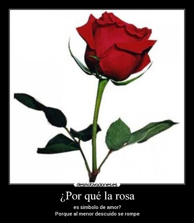 ¿Por qué la rosa - es simbolo de amor?
Porque al menor descuido se rompe