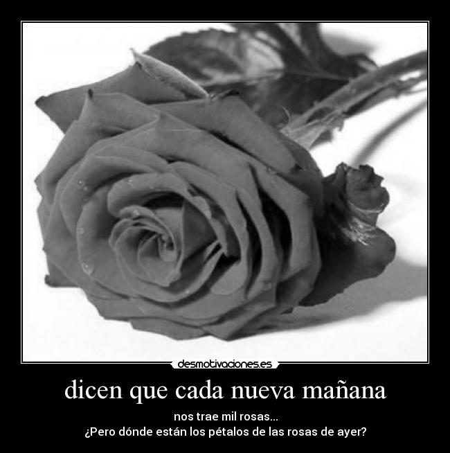 dicen que cada nueva mañana - nos trae mil rosas...
¿Pero dónde están los pétalos de las rosas de ayer?