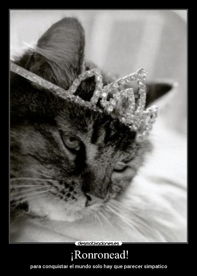 ¡Ronronead! -