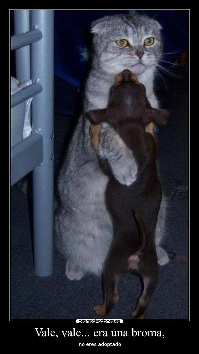 carteles broma gato desmotivaciones